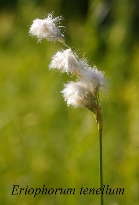 Inflorescence of Eriophorum tenellum