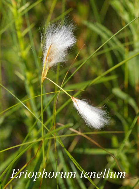 Inflorescence of Eriophorum tenellum
