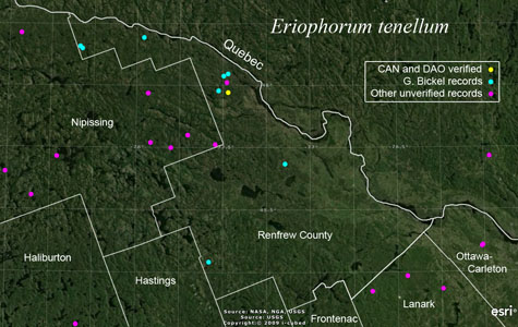 An occurrence map of Eriophorum tenellum in Renfrew County