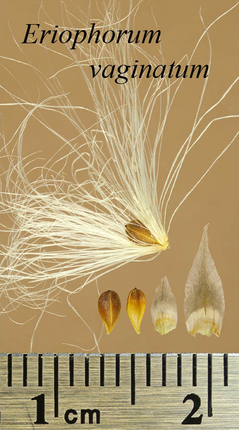 Achenes, perianth bristles and scales of Eriophorum vaginatum