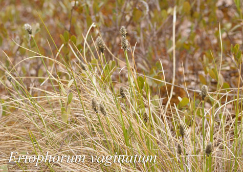 Habit of Eriophorum vaginatum