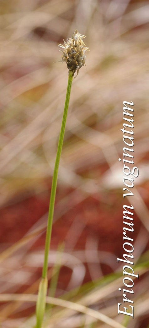 Habitat of Eriophorum vaginatum