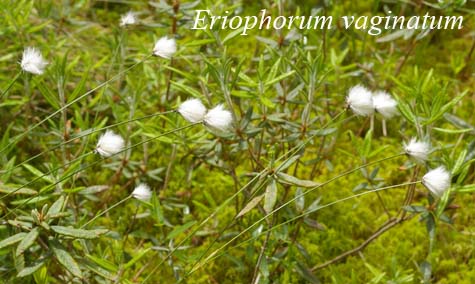 Habit of Eriophorum vaginatum