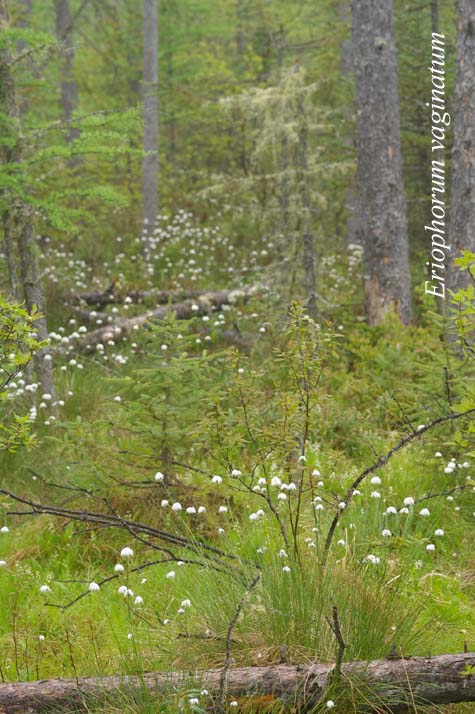 Habitat of Eriophorum vaginatum