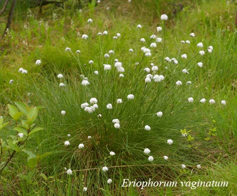 Tussock of Eriophorum vaginatum