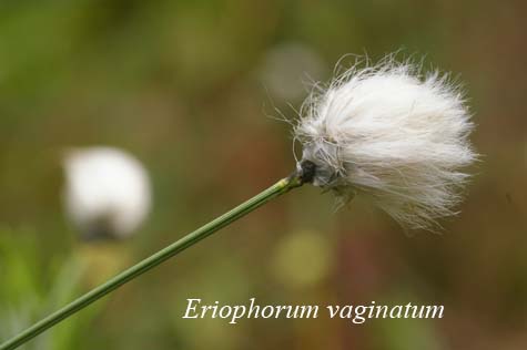 Inflorescence of Eriophorum vaginatum