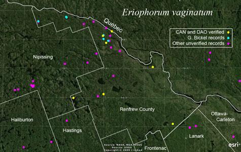 An occurrence map of Eriophorum vaginatum in Renfrew County