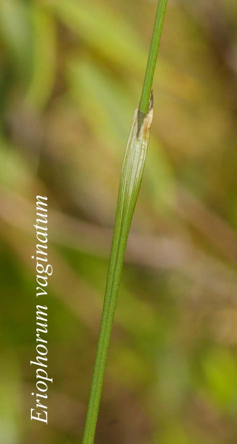 Leaf sheath of Eriophorum vaginatum