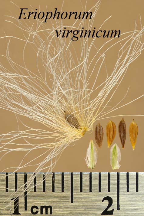 Achenes, perianth bristles and scales of Eriophorum virginicum