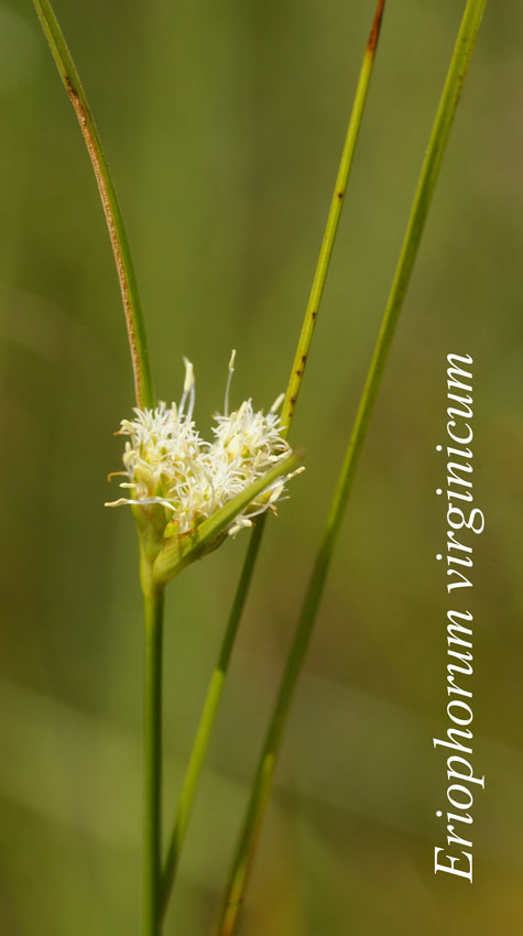 Inflorescence of Eriophorum virginicum