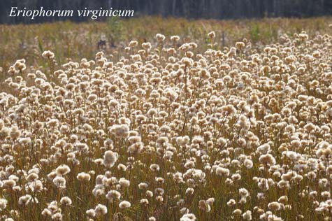 Habit of Eriophorum virginicum