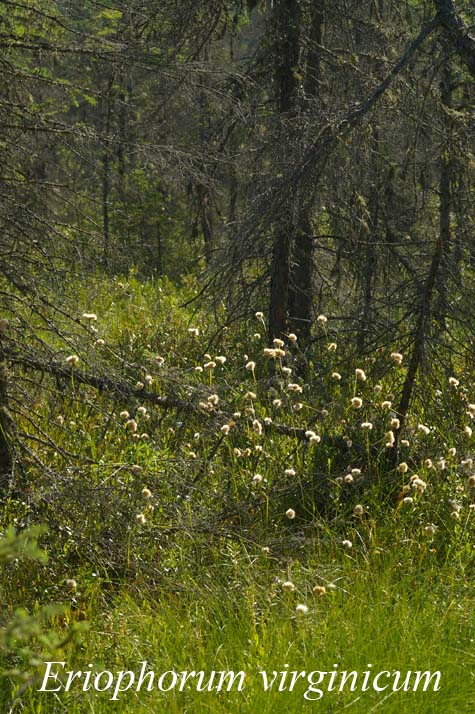 Habit of Eriophorum virginicum