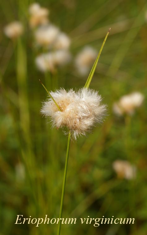 Inflorescence of Eriophorum virginicum