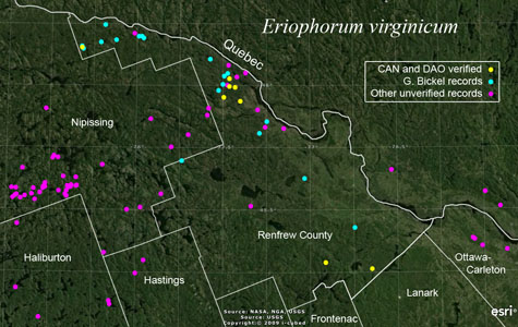An occurrence map of Eriophorum virginicum in Renfrew County