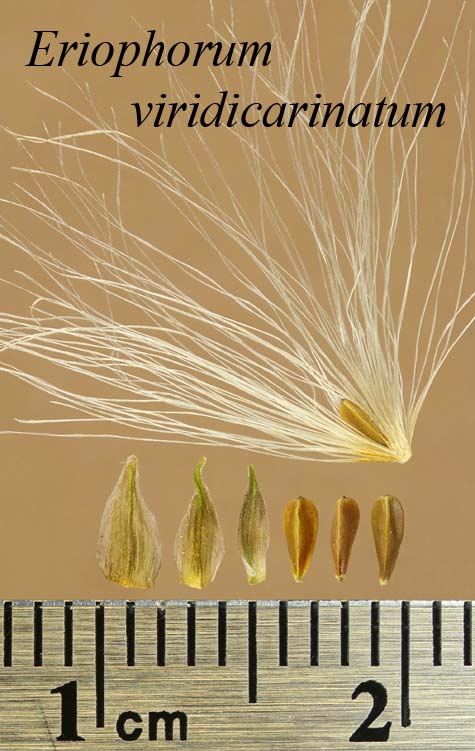 Achenes, perianth bristles and scales of Eriophorum viridicarinatum