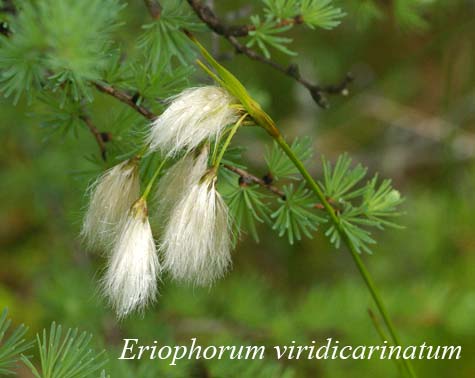 Eriophorum viridicarinatum in fen
