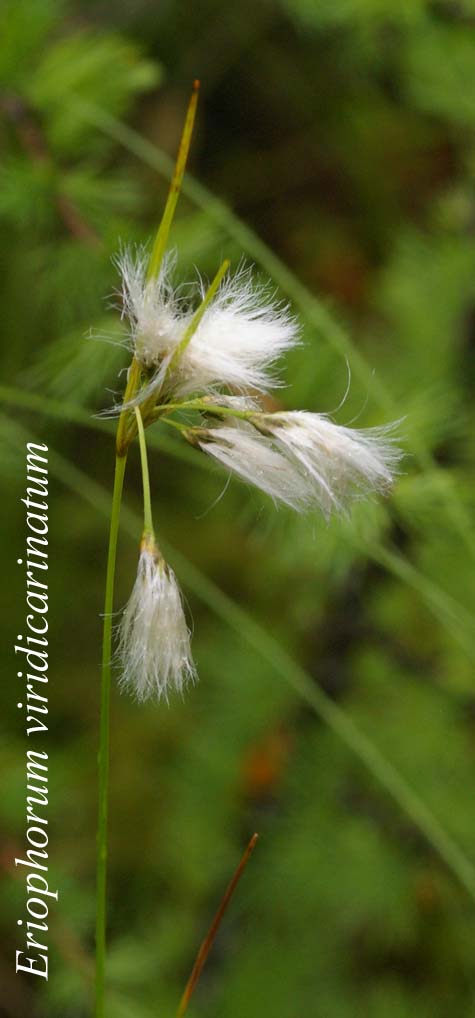 Eriophorum viridicarinatum inflorescence