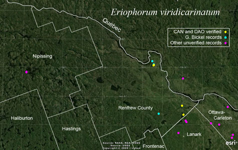 An occurrence map of Eriophorum viridicarinatum in Renfrew County