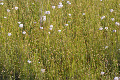 Habit of Rhynchospora alba