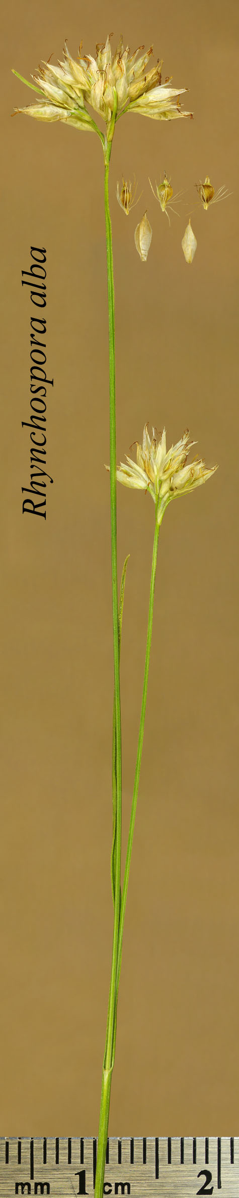 Inflorescence, achenes and scales of Rhynchospora alba