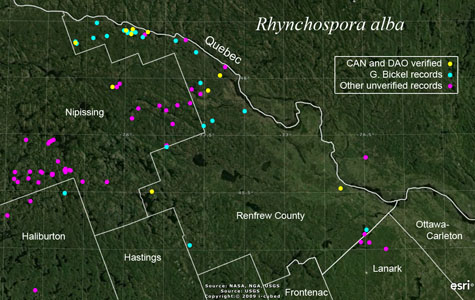 An occurrence map of Rhynchospora alba in Renfrew County