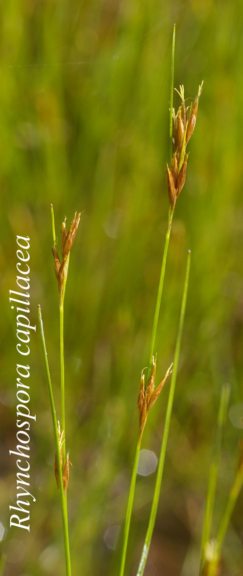 Inflorescences of Rhynchospora capillacea