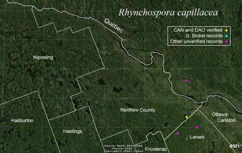 An occurrence map of Rhynchospora capillacea in Renfrew County