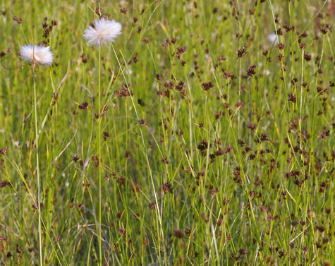 Habit of Rhynchospora capitellata