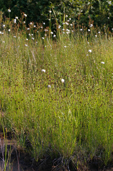 Habit of Rhynchospora capitellata