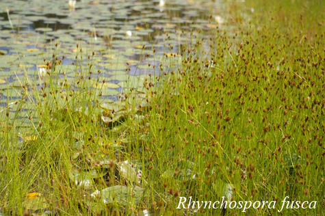 Habit of Rhynchospora fusca