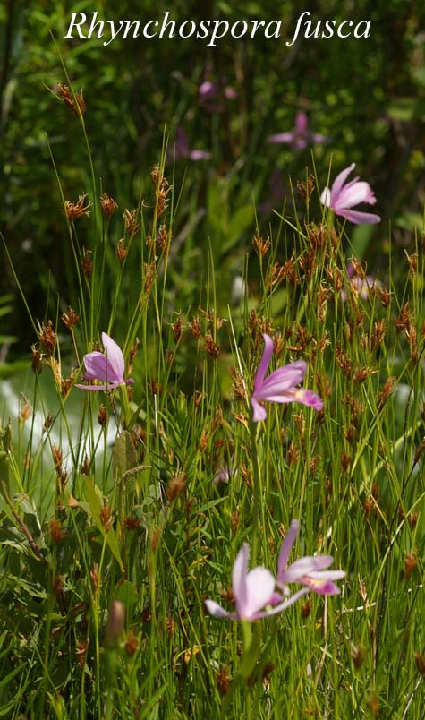 Habit of Rhynchospora fusca