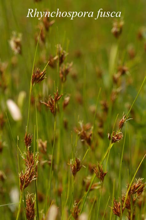Habit of Rhynchospora fusca