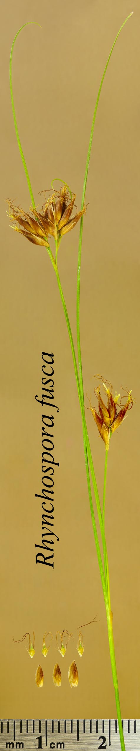 Inflorescence, achenes and scales of Rhynchospora fusca