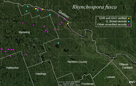 An occurrence map of Rhynchospora fusca in Renfrew County