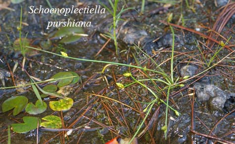 Several small Schoenoplectiella purshiana plants in habitat