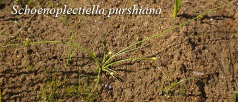 Schoenoplectiella purshiana plants on emergent beach