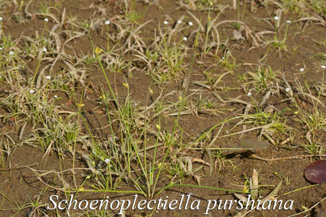 Schoenoplectiella purshiana plants on emergent beach