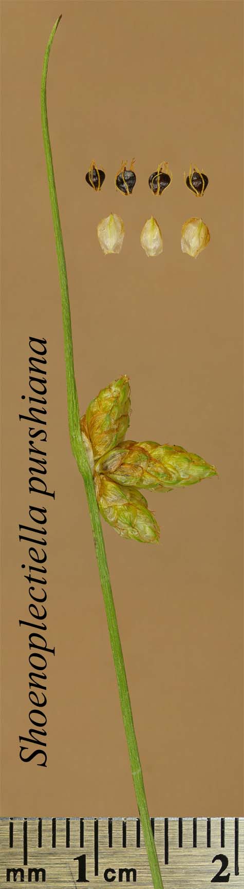 Inflorenscence, scales and achenes of Schoenoplectiella purshiana