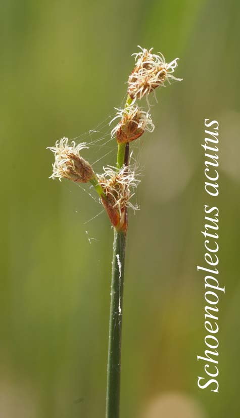 Inflorescence of Schoenoplectus acutus