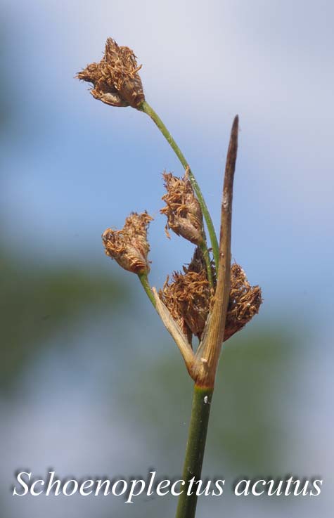 Inflorescence of Schoenoplectus acutus
