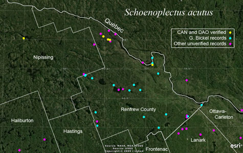 An occurrence map of Schoenoplectus acutus in Renfrew County