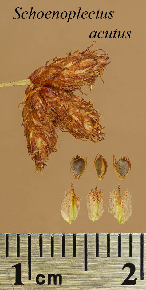 Spikelets, achenes and scales of Schoenoplectus acutus