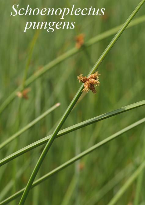 Habit of Schoenoplectus pungens