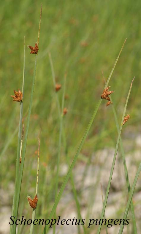 Habit of Schoenoplectus pungens
