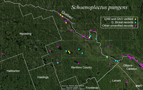 An occurrence map of Schoenoplectus pungens in Renfrew County