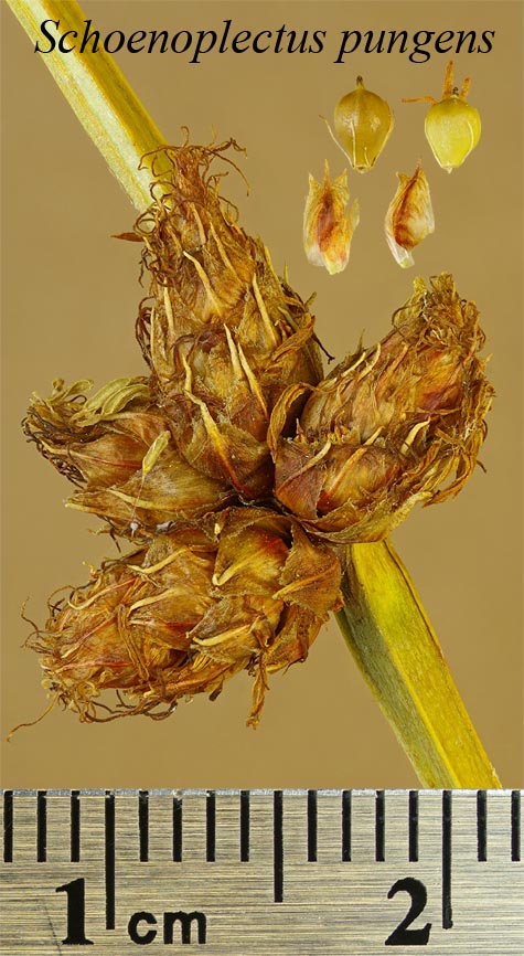 Spikelets, achenes and scales of Schoenoplectus pungens