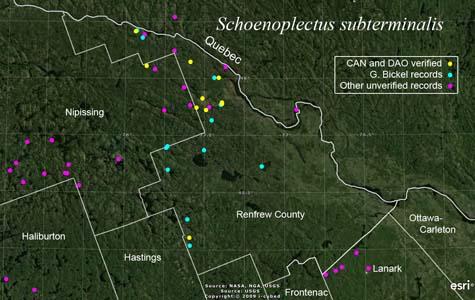 An occurrence map of Schoenoplectus subterminalis in Renfrew County