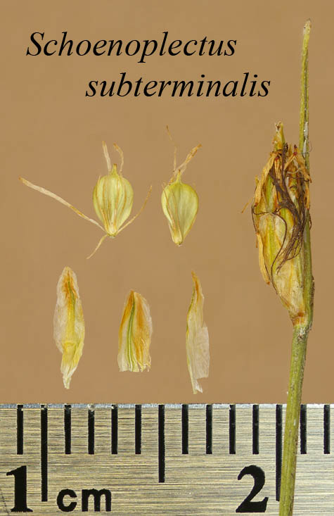 Spikelet, achenes and scales of Schoenoplectus subterminalis