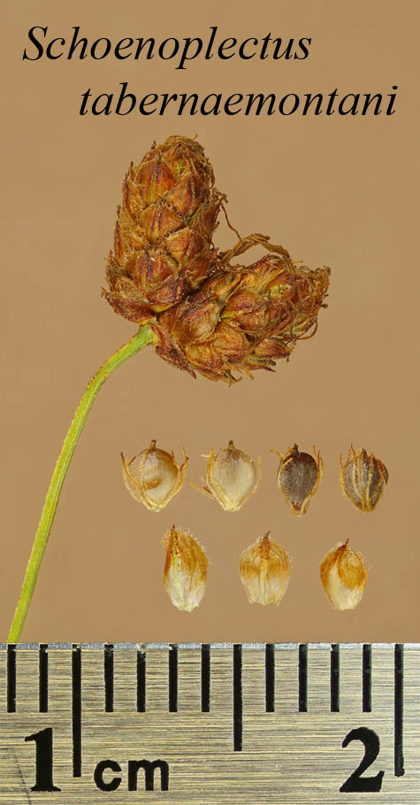 Spikelets, achenes and scales of Schoenoplectus tabernaemontani