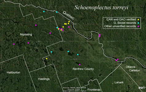 An occurrence map of Schoenoplectus torreyi in Renfrew County